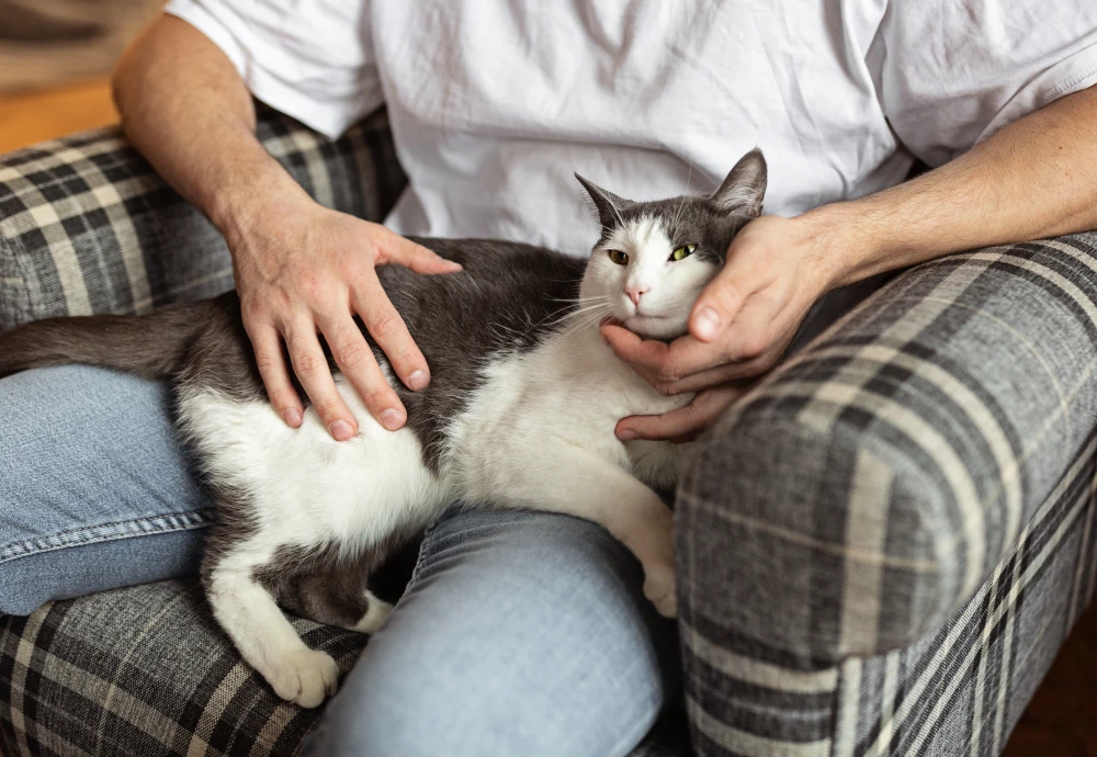 wireless pet monitoring camera